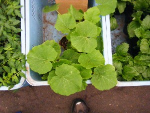 2009/05/23 ���T�̔����ł�_5