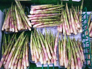 2009/05/23 ���T�̔����ł�_6