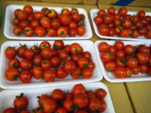 2009/05/23 ���T�̔����ł�_15