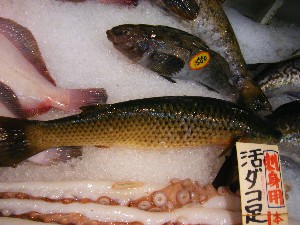 2009/05/23 ���T�̔����ł�_20