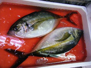 2009/05/23 ���T�̔����ł�_24