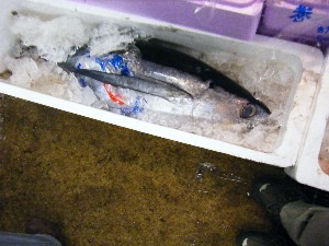 2009/05/23 ���T�̔����ł�_25