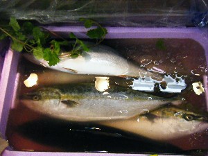 2009/05/23 ���T�̔����ł�_26