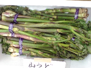 2009/05/30 ���T�̔����ł�_3