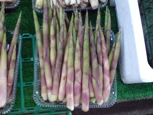 2009/05/30 ���T�̔����ł�_4