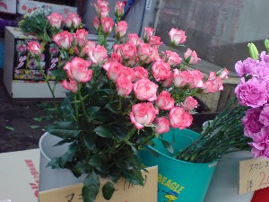 2009/05/30 ���T�̔����ł�_8