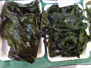 2009/05/30 ���T�̔����ł�_20