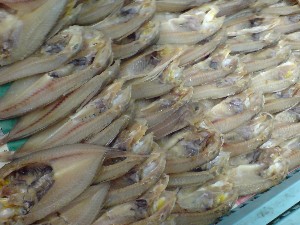 2009/05/30 ���T�̔����ł�_23