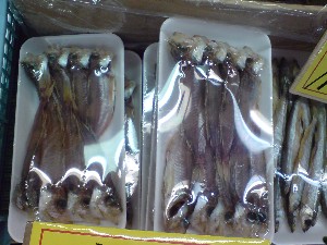 2009/05/30 ���T�̔����ł�_24