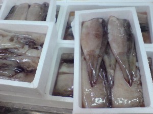 2009/05/30 ���T�̔����ł�_26