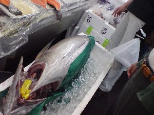2009/05/30 ���T�̔����ł�_27