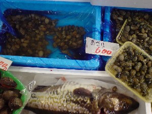 2009/05/30 ���T�̔����ł�_31