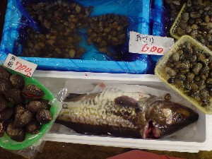 2009/05/30 ���T�̔����ł�_32