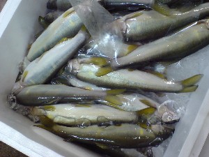 2009/05/30 ���T�̔����ł�_34
