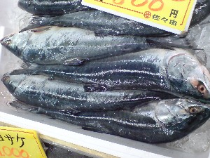 2009/05/30 ���T�̔����ł�_39