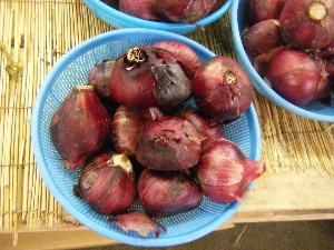 2009/06/26 ���T�̔����ł�_8