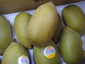 2009/06/26 ���T�̔����ł�_14