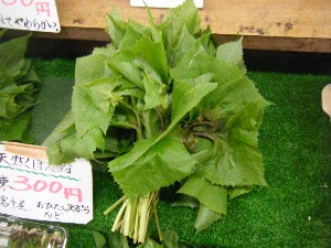 2009/06/26 ���T�̔����ł�_21