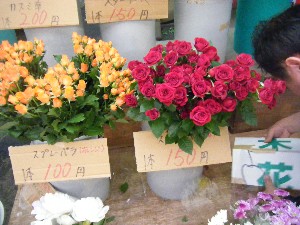 2009/06/26 ���T�̔����ł�_24