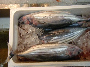 2009/06/26 ���T�̔����ł�_35