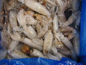 2009/06/26 ���T�̔����ł�_38