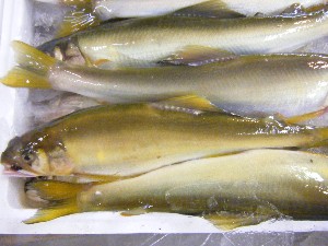 2009/06/26 ���T�̔����ł�_39
