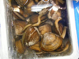 2009/06/26 ���T�̔����ł�_41