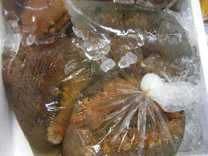 2009/06/26 ���T�̔����ł�_43