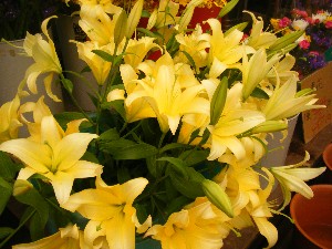 2009/06/13 ���T�̔����ł�_6