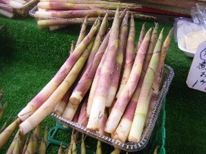 2009/06/13 ���T�̔����ł�_8
