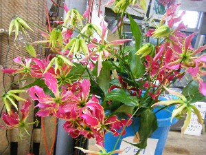 2009/06/13 ���T�̔����ł�_24