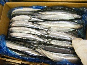 2009/06/13 ���T�̔����ł�_41