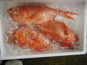 2009/06/13 ���T�̔����ł�_43