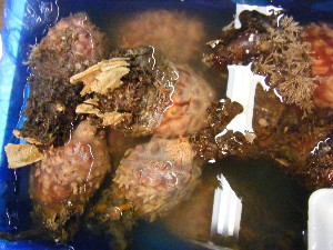 2009/06/13 ���T�̔����ł�_46