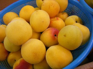 2009/06/20 ���T�̔����ł�_13