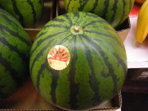 2009/06/20 ���T�̔����ł�_16