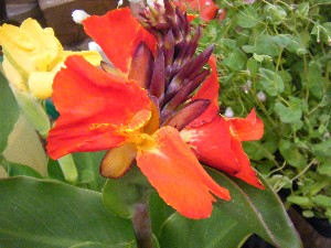 2009/06/20 ���T�̔����ł�_20