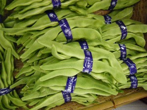 2009/06/20 ���T�̔����ł�_25