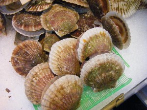 2009/06/20 ���T�̔����ł�_27