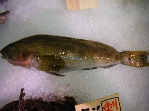 2009/06/20 ���T�̔����ł�_31