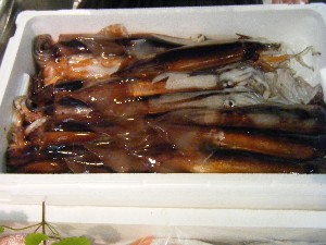 2009/06/20 ���T�̔����ł�_39