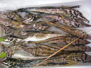 2009/06/20 ���T�̔����ł�_42