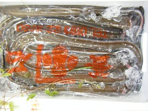 2009/06/20 ���T�̔����ł�_43