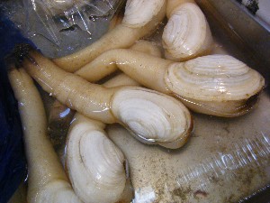 2009/06/20 ���T�̔����ł�_44