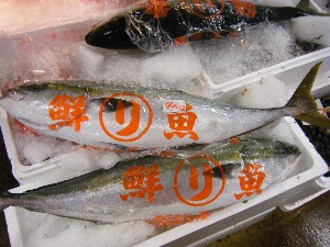 2009/06/20 ���T�̔����ł�_45