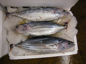 2009/06/20 ���T�̔����ł�_46