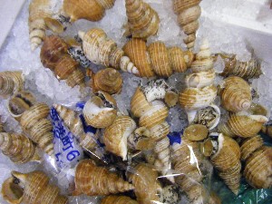 2009/06/20 ���T�̔����ł�_51