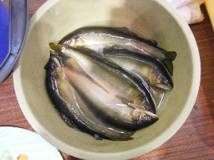 2009/06/28 ���̉��Ă�������_11