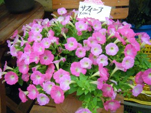 2009/07/04 ���T�̔����ł�_25