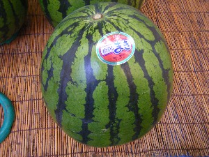 2009/07/01 ���T�̔����ł�_20